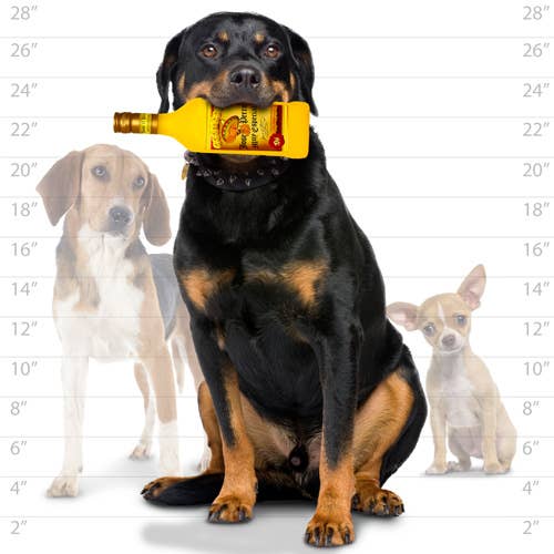 Squeaky Bottle Dog Toy, Jose the Perro
