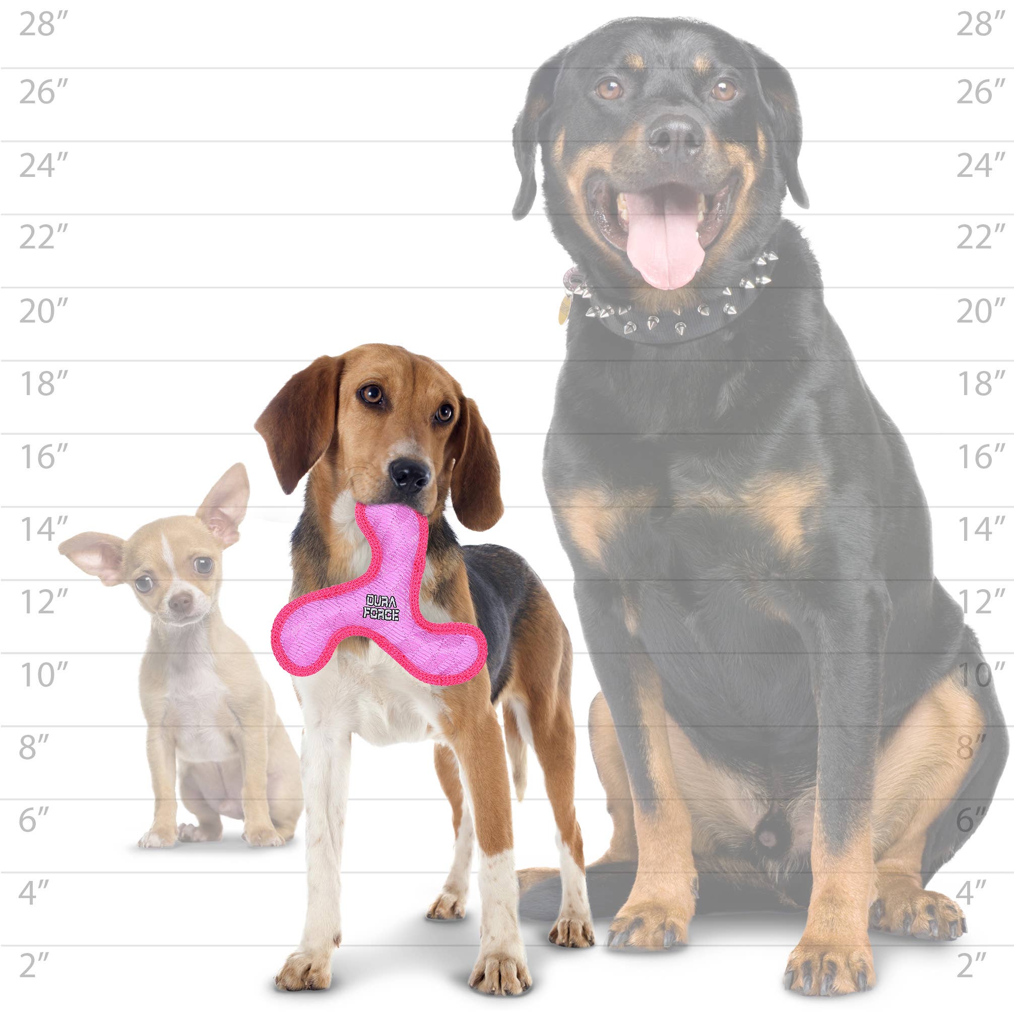 Pink squeaky boomerang Jr. dog toy